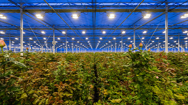 Plant Lighting