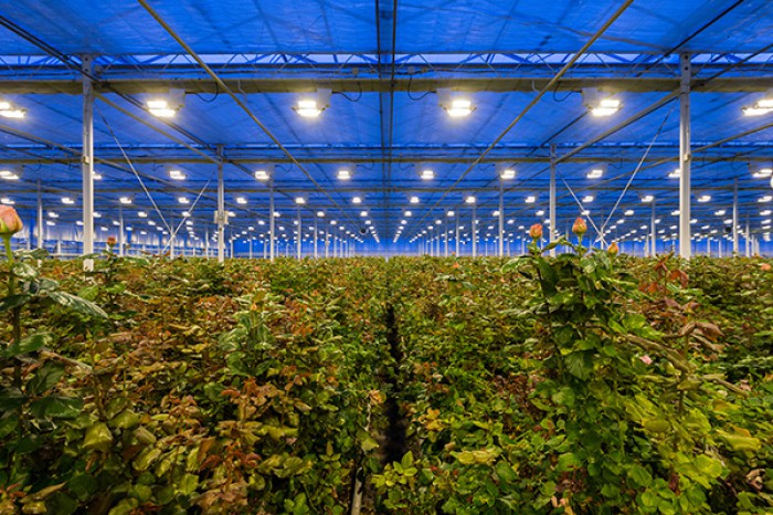 Plant Lighting